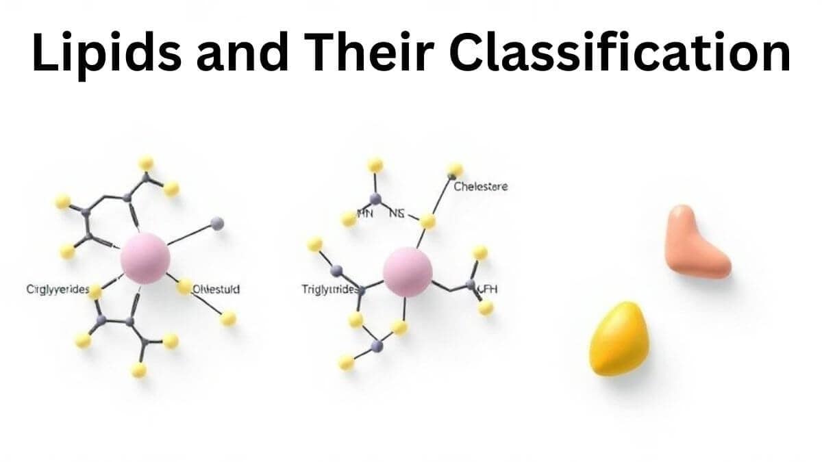 Lipids and their classification