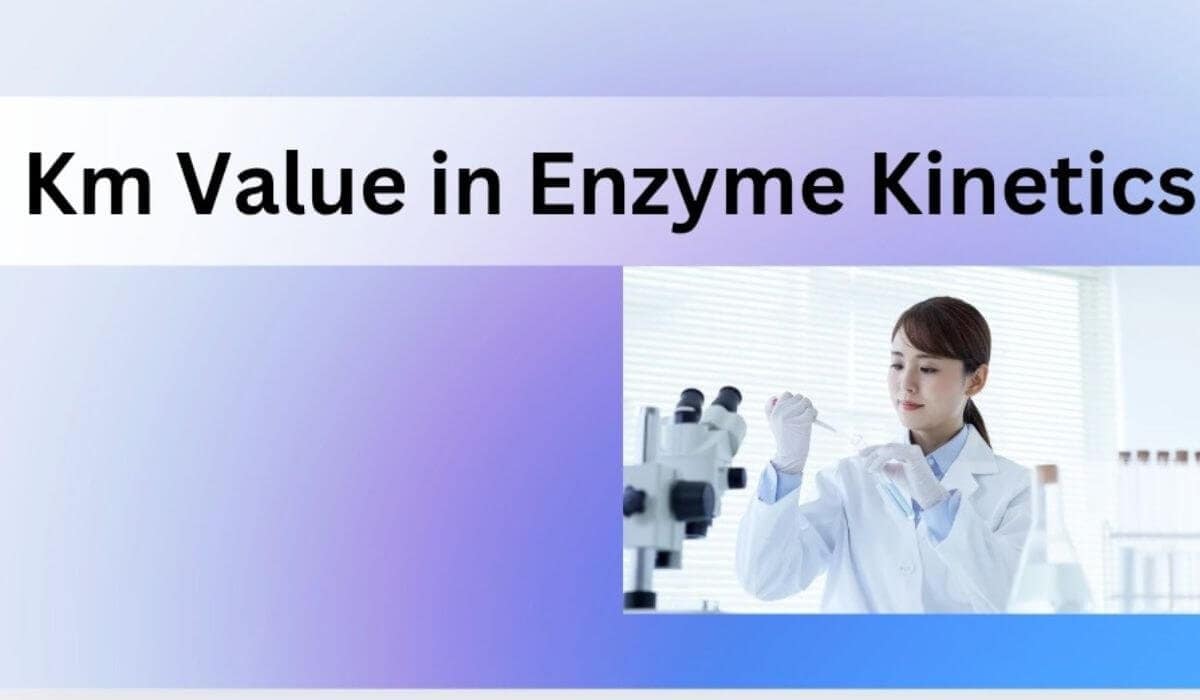 Km value in enzyme kinetics