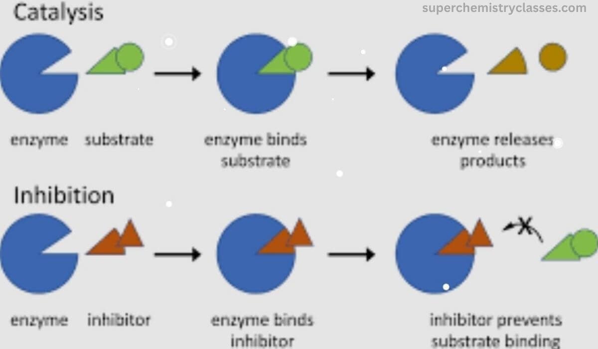Protein Purification